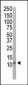 Ubiquitin Antibody 
